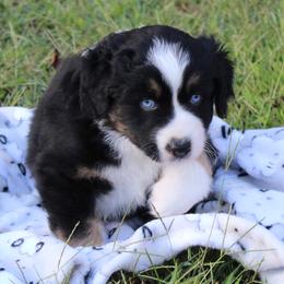Oreo (blue eyes, read full descript.) - Black tri-color male Australian Shepherd puppy in Roanoke, Virginia from Miniature Angels Farm