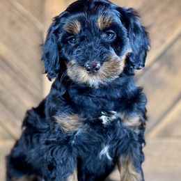 Aussiedoodle, Miniature Australian Shepherd, and Poodle Puppies from Classic K9’s  Aussies & Doodles