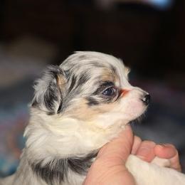 Rocky (discounted for overbite) - Blue merle male Chihuahua puppy in Seneca, Missouri from Stephanie’s Puppy Colony