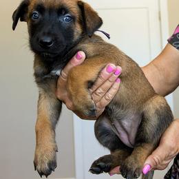 Belgian Malinois Puppies from Zion Malinois