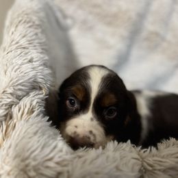 Milky Way - Liver white and tan female English Springer Spaniel puppy in Coeur D'alene, Idaho from Springer Hollow
