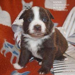 Kader - Red & white male Miniature Australian Shepherd puppy in Patterson, North Carolina from DreamLine Aussies