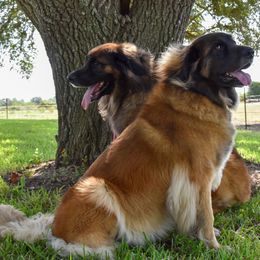 Leonberger puppies from Magnolia Leos