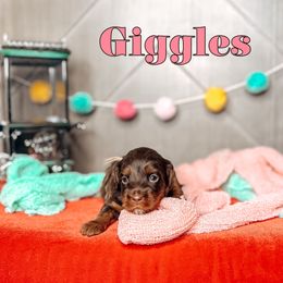 Giggles - Chocolate female Australian Labradoodle puppy in Decatur, Alabama from Southern Meadows Doodles