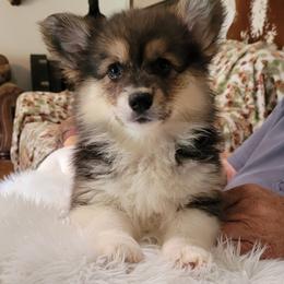 Brook - Black and tan female Pembroke Welsh Corgi puppy in Sparta, Tennessee from Poso Creek Corgis