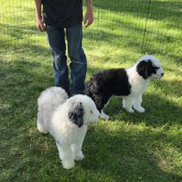 Sheepadoodle Puppies from My Sheepadoodle