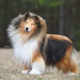 Emoji - Shetland Sheepdog