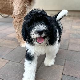 Moon - male Golden Mountain Doodle puppy in New River, Arizona from Sonoran Standard Doodles
