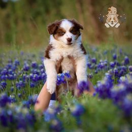 Miniature Australian Shepherd Puppies from Wigglebutts Unlimited