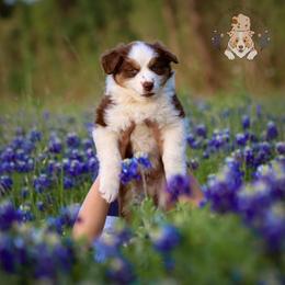 Miniature Australian Shepherd Puppies from Wigglebutts Unlimited