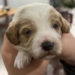 Milo - White male Cavapoo puppy in Pasco, Washington from Beth's Cavapoos