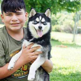 Pomsky, Shetland Sheepdog, and Toy Shetland Sheepdog Puppies from Mountain High Kennels