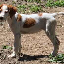 Hattie - Red and white female Irish Red and White Setter puppy in Glenwood City, Wisconsin from NyaStar
