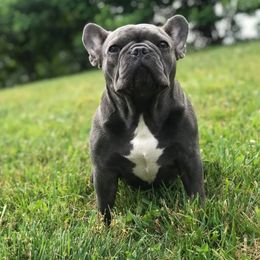 French Bulldog Puppies from FrenchKiss Frenchies