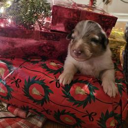 Boy 1 - Blue merle and white male Collie puppy in Tennessee from Voneida Collies & Corgis