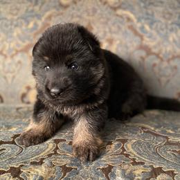 Black collar boy - Bi-color male German Shepherd puppy in Coleta, Illinois from Four Leaf Farm- Vom Vierblättriges Bauernhof