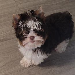 Yorkshire Terrier Puppies from Biola