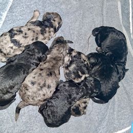 Boy 4 - Black male Goldendoodle puppy in Sterling, Connecticut from Justine’s Retrievers and Doodles