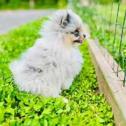 Otter (True Blue Merle and Tan Parti) - Blue merle male Pomeranian puppy in Buck Valley, Pennsylvania from Buck Valley Pomeranians