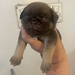 Heath - Fawn male Pug puppy in Ridgefield, Washington from Cupid’s Pugs