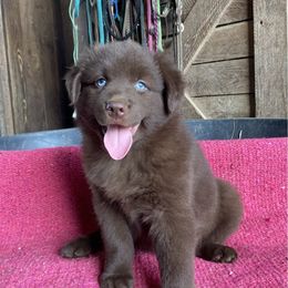Reba - Red tri-color female Australian Shepherd puppy in Whitwell, Tennessee from Owl Hollow Farm