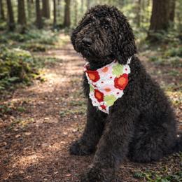 Novalee - Phantom female Bernedoodle puppy in Lookout, California from Remington Kennels, LLC