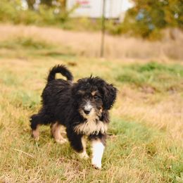 Aussiedoodle, Australian Labradoodle, Bernedoodle, and Golden Retriever Puppies from Golden Light Puppies