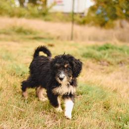 Aussiedoodle, Australian Labradoodle, Bernedoodle, and Golden Retriever Puppies from Golden Light Puppies