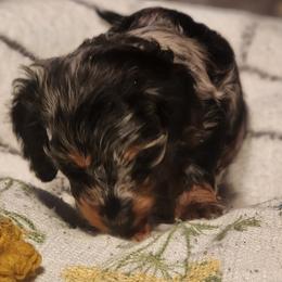 Dachshund Puppies from Darling Dachshunds
