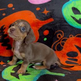 Patch - Dapple male Dachshund puppy in Escalon, California from Dashing Dachshunds RF