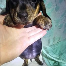 Dachshund Puppies from Divine Doxies LLC