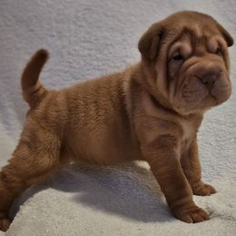 Apricot - Apricot dilute female Chinese Shar-Pei puppy in Bakersfield, California from Cashmerewrinkles