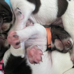 German Shorthaired Pointer Puppies from TTR GSP TopDog Kennels