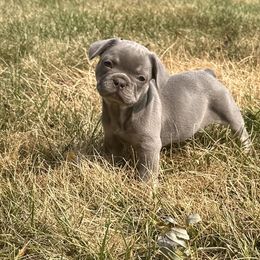 French Bulldog Puppies from Christie's Frenchies