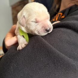 Hope - Light golden female Golden Retriever puppy in Jacksonville, Florida from River City Golden Retrievers
