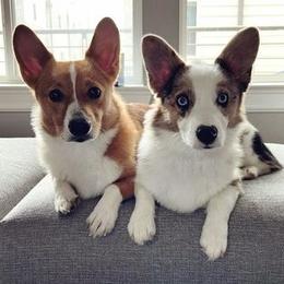 American Corgi and Pembroke Welsh Corgi All Grown Up from Boba Tea Corgis