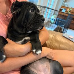 Light Pink - Black female Cane Corso puppy in St. Augustine, Florida from Ancient City Cane Corso