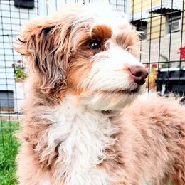 Winona - female Aussiedoodle puppy in Moscow, Idaho from Panhandle Australian Shepherds
