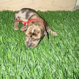 Red Dapple Girl - Dapple female Dachshund puppy in Apopka, Florida from The HotDog Stand