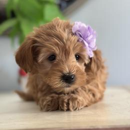 Aurora - Red  female Goldendoodle puppy in Adolphus, Kentucky from Deerly Poodles