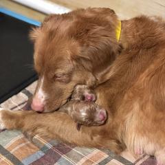 French Bulldog and Nova Scotia Duck Tolling Retriever Puppies from Folklore Den