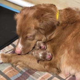 French Bulldog and Nova Scotia Duck Tolling Retriever Puppies from Folklore Den