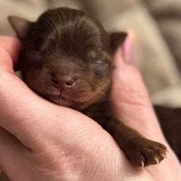 Tiny Dove - Chocolate, tan and white female Yorkshire Terrier puppy in Hope, Indiana from DJ Yorkies