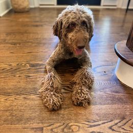 Marley - Labradoodle