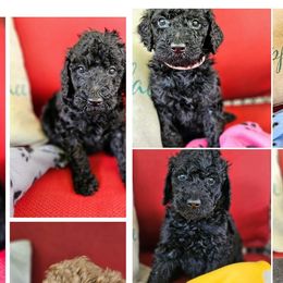 Poodles from Maynard Poodles