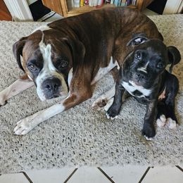 Boxer Puppies from Winchester Boxers
