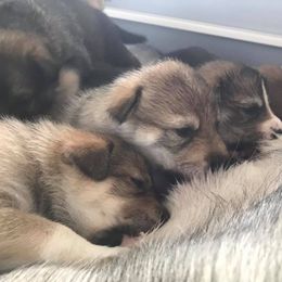 Tamaskan Puppies from Hawthorne Tamaskan