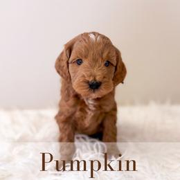 Pumpkin - Red  male Goldendoodle puppy in Melba, Idaho from KZ Doodles