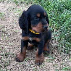 Yellow - Black and tan male Gordon Setter puppy in Gordonville, Pennsylvania from Blue Ribbon Setters