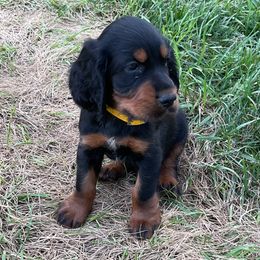 Yellow - Black and tan male Gordon Setter puppy in Gordonville, Pennsylvania from Blue Ribbon Setters